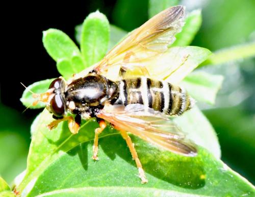 Caliprobola speciosa
